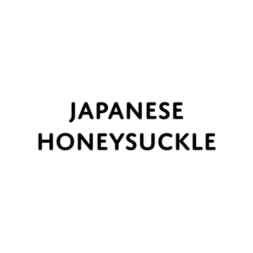 Japanese Honeysuckle